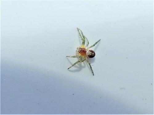 Araniella sp.